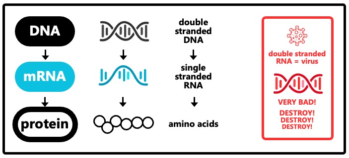 Diagram illustrating the relationship between DNA, RNA, and protein production in a cell