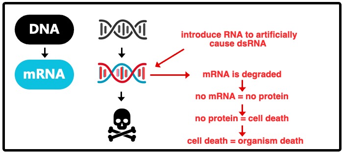 Diagram showing how double-stranded RNA triggers the RNAi defense mechanism inside an insect cell